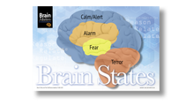 Brain Matters Large Poster